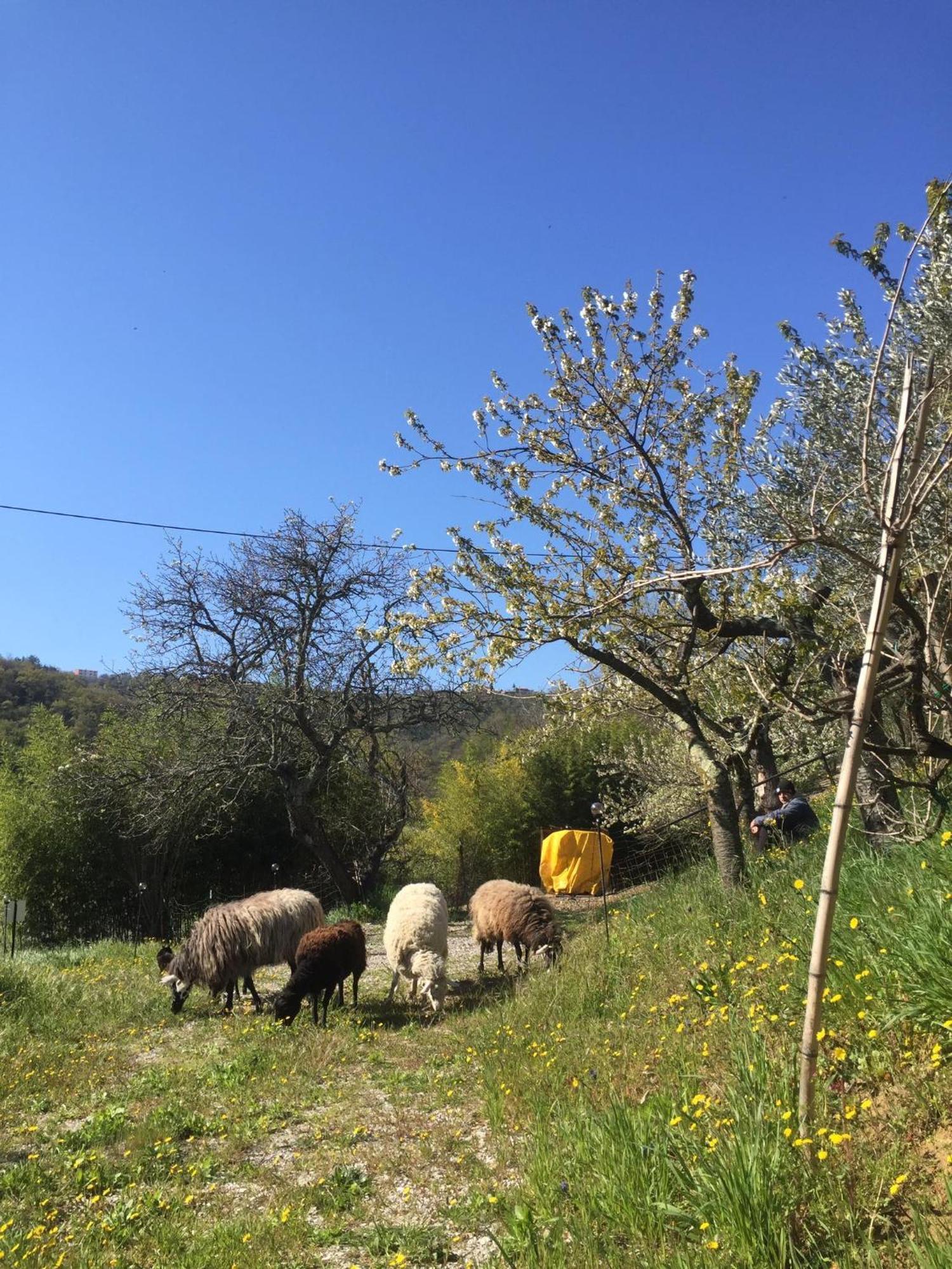 Apartment Cimbora, Salara Farmhouse Koper Dış mekan fotoğraf