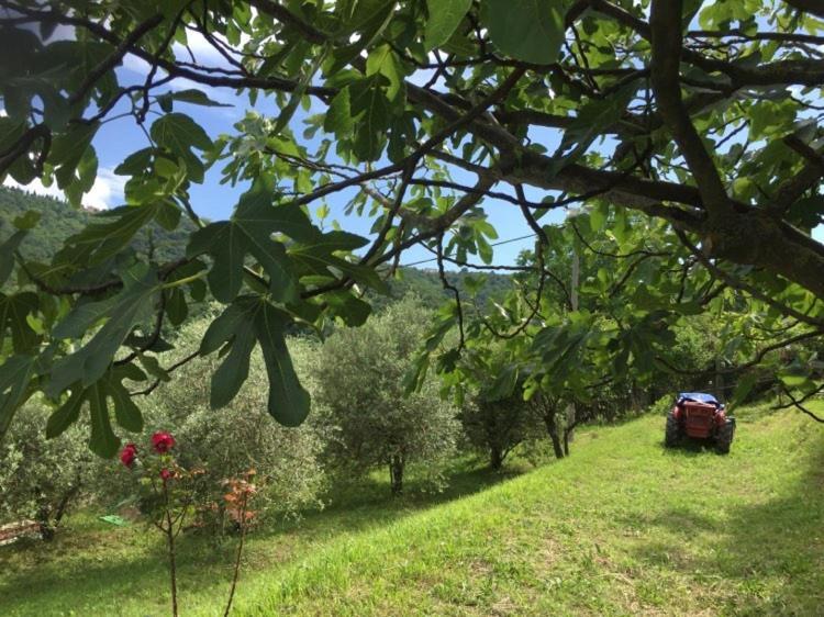 Apartment Cimbora, Salara Farmhouse Koper Dış mekan fotoğraf